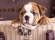 English Bulldog Puppy In a Basket