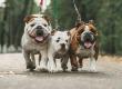 English Bulldogs & Exercise