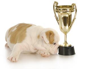 english bulldog with a trophy