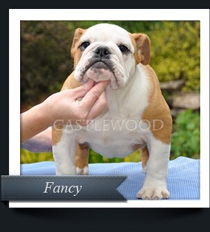 Castlewood Bulldog Breeders fancy This is a photo of Fancy the English Bulldog
