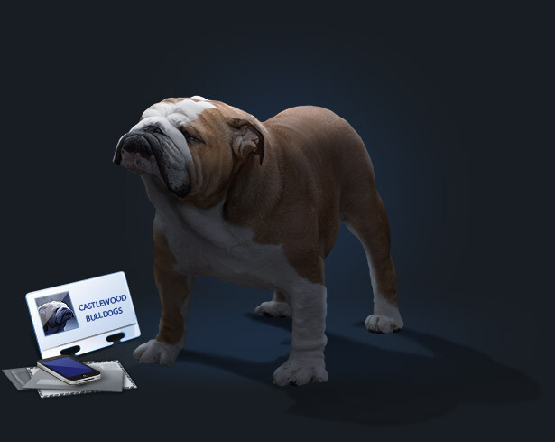 This is a banner photo of missouri-english-bulldog-breeders-contact