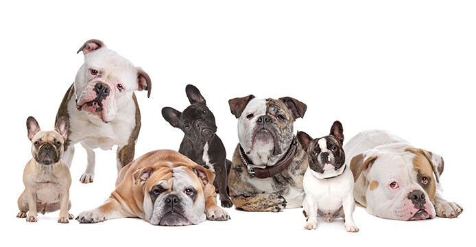 various breeds of bulldogs together