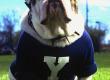 Yale Bulldog Mascot